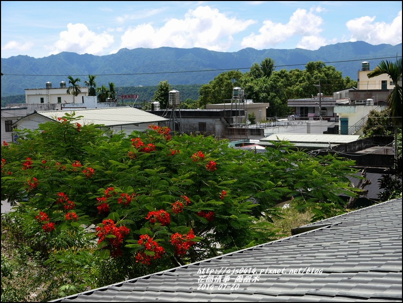 2014-07-鳳凰木14.jpg