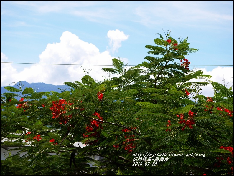 2014-07-鳳凰木5.jpg