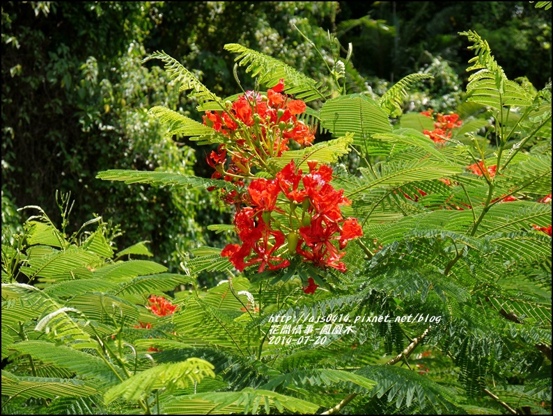 2014-07-鳳凰木10.jpg