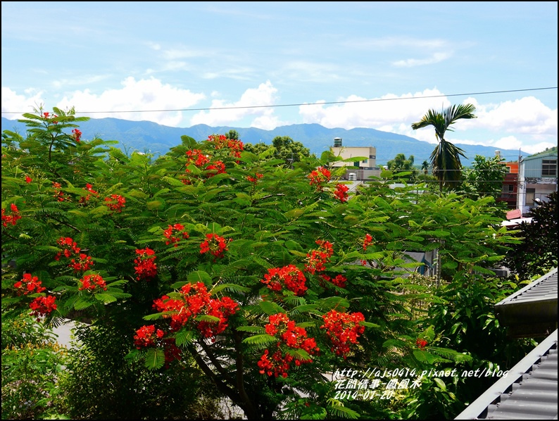 2014-07-鳳凰木13.jpg