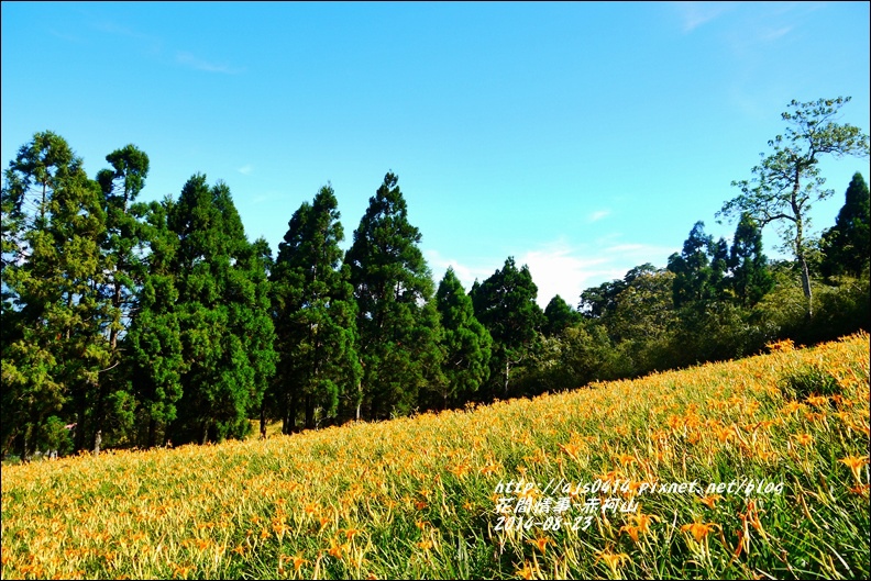 2014赤柯山金針花海51.jpg