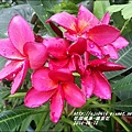 2014-09-雞蛋花12.jpg