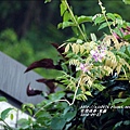 2014-10-紫藤4.jpg