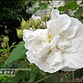 2014-12-醉芙蓉6.jpg