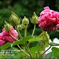 2014-12-醉芙蓉7.jpg