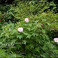 2014-12-醉芙蓉10.jpg