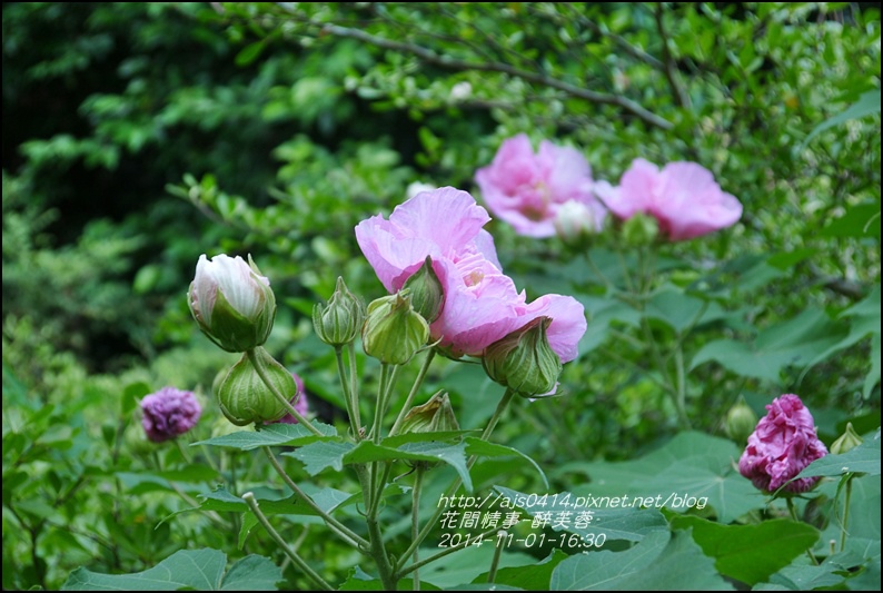 2014-12-醉芙蓉16.jpg