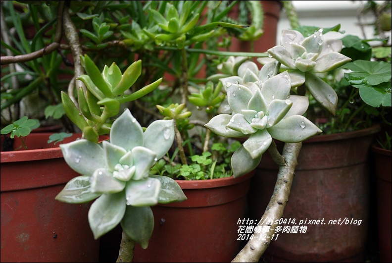 2014-12-多肉植物1.jpg