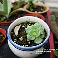 2014-12-多肉植物11.jpg