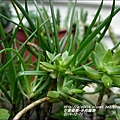 2014-12-多肉植物14.jpg