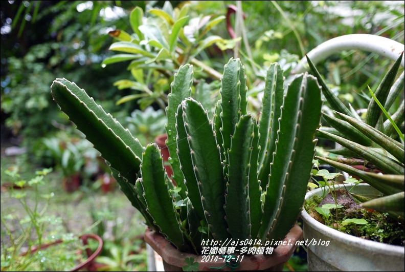 2014-12-多肉植物18.jpg