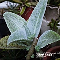 2014-12-多肉植物20.jpg