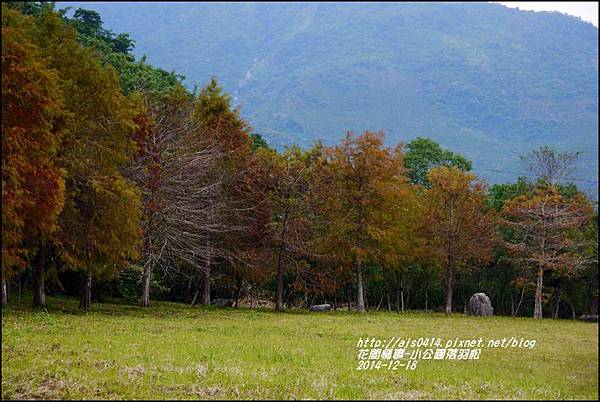 2014-12-獅子公園落羽松8.jpg