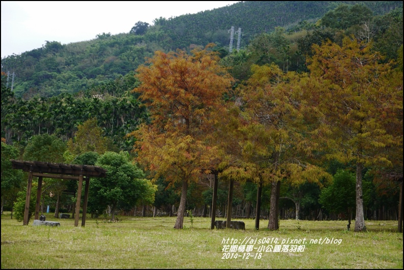 2014-12-獅子公園落羽松19.jpg