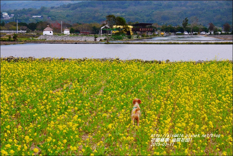 2015-01-油菜花田1.jpg