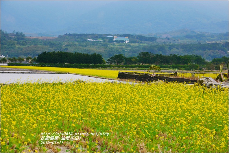 2015-01-油菜花田2.jpg