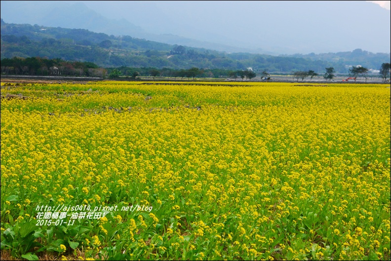 2015-01-油菜花田4.jpg