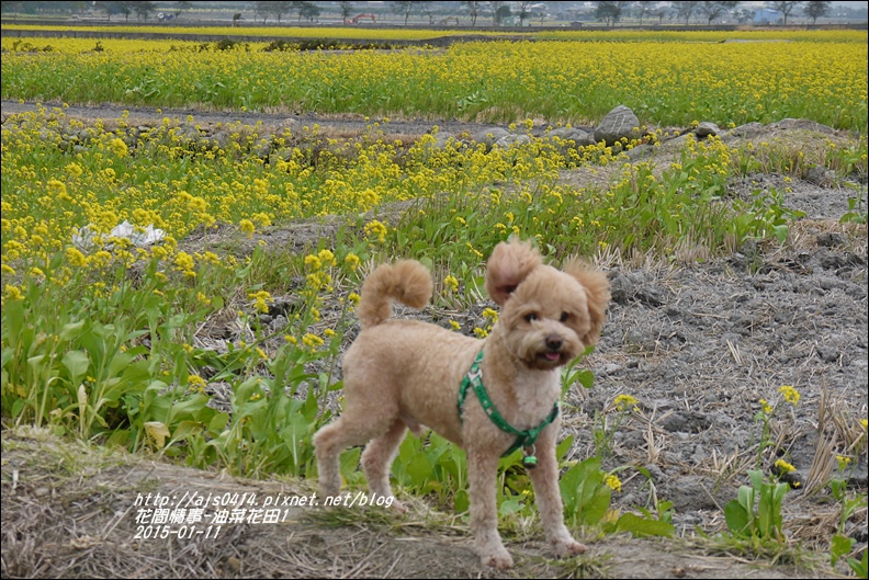 2015-01-油菜花田6.jpg