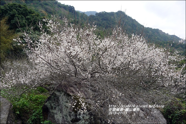 2015-01-羅山瀑布梅花香14.jpg