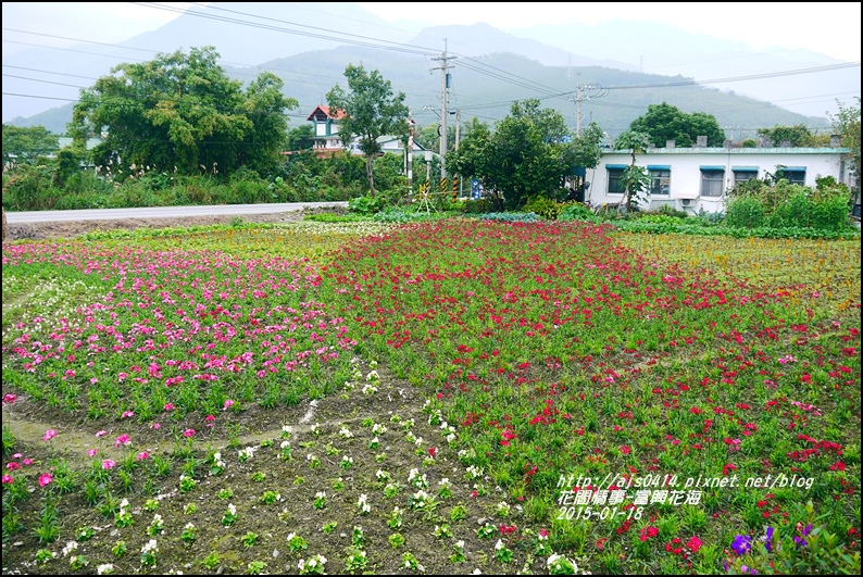 2015-01-瑞穗富興花海19.jpg