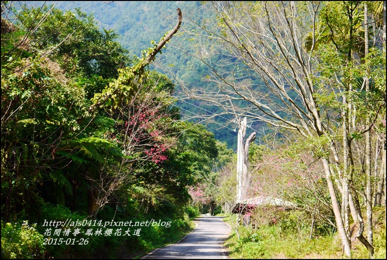 2015-01-鳳林櫻花大道2.jpg