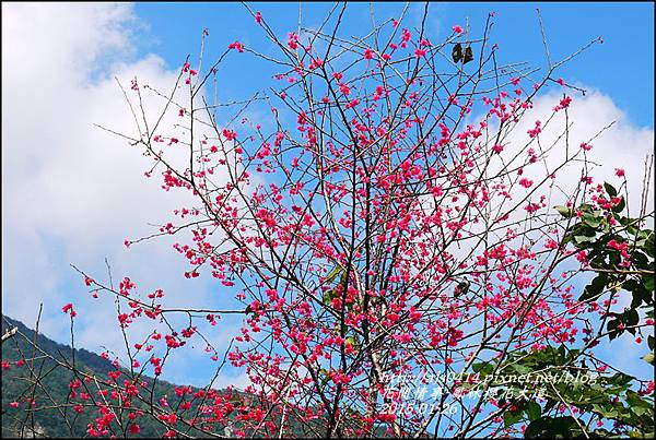 2015-01-鳳林櫻花大道7.jpg