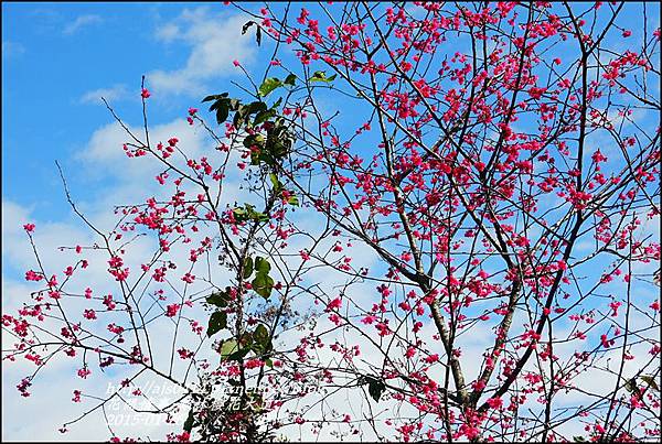 2015-01-鳳林櫻花大道9.jpg