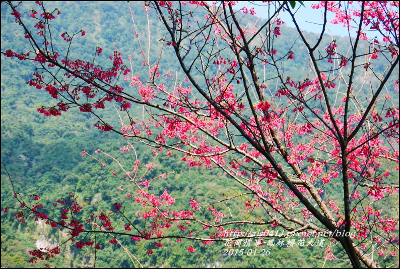 2015-01-鳳林櫻花大道10.jpg