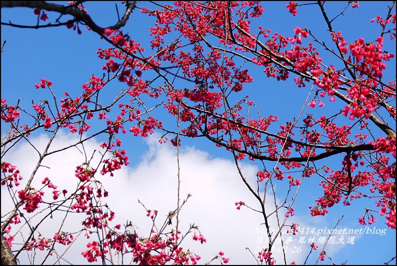 2015-01-鳳林櫻花大道11.jpg