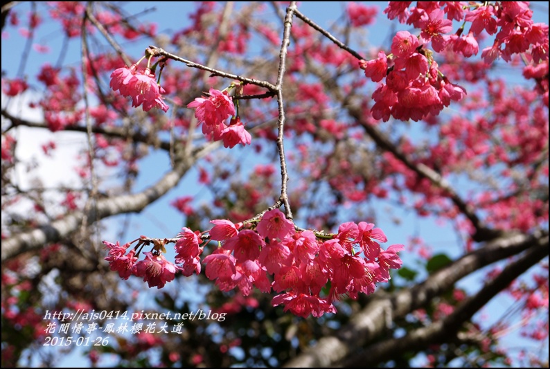 2015-01-鳳林櫻花大道13.jpg