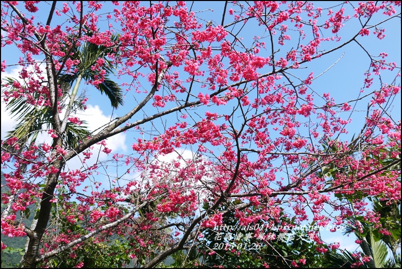 2015-01-鳳林櫻花大道17.jpg