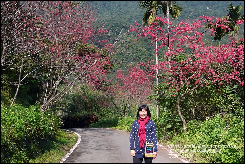 2015-01-鳳林櫻花大道19.jpg