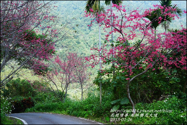 2015-01-鳳林櫻花大道20.jpg