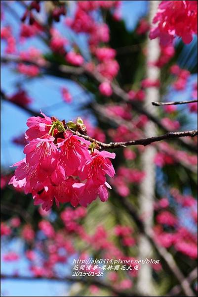 2015-01-鳳林櫻花大道24.jpg