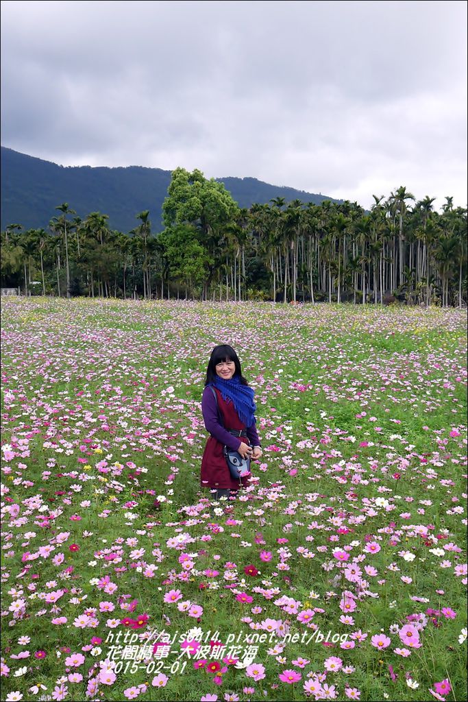 2015-02-大波斯花海3.jpg