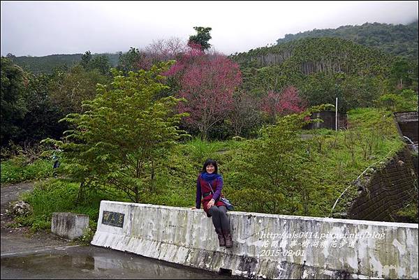 2015-02-樹湖櫻花步道3.jpg