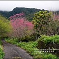 2015-02-樹湖櫻花步道19.jpg