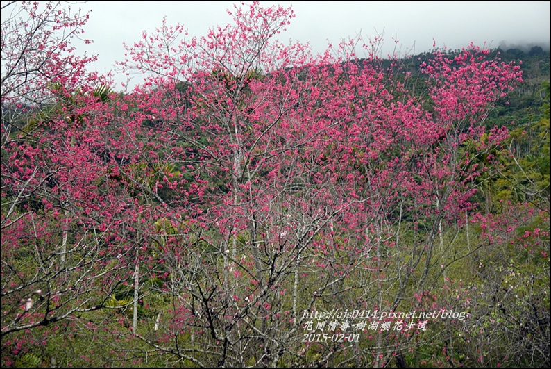 2015-02-樹湖櫻花步道31.jpg