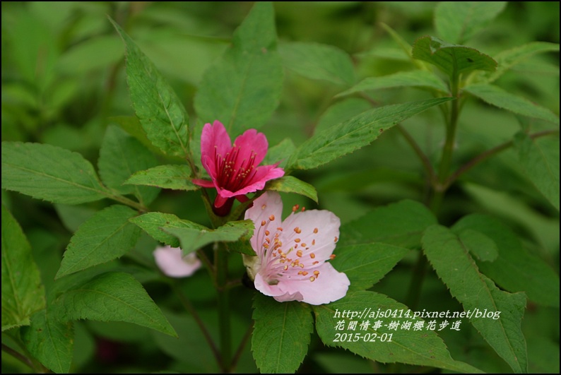 2015-02-樹湖櫻花步道33.jpg