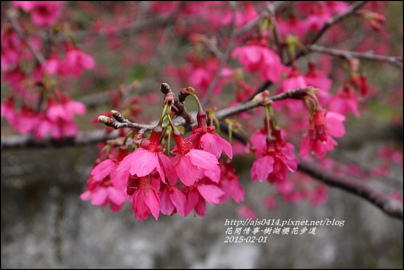 2015-02-樹湖櫻花步道37.jpg