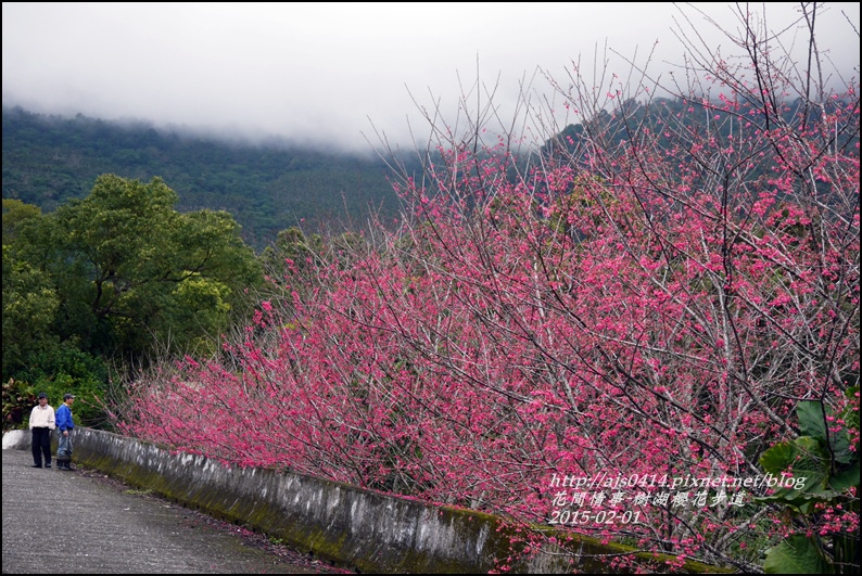 2015-02-樹湖櫻花步道36.jpg