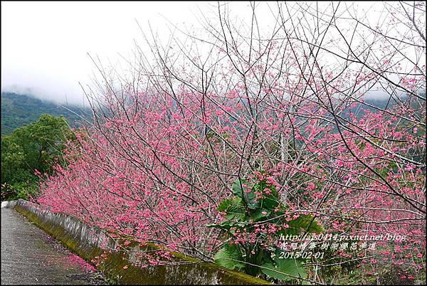 2015-02-樹湖櫻花步道40.jpg