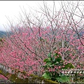 2015-02-樹湖櫻花步道40.jpg