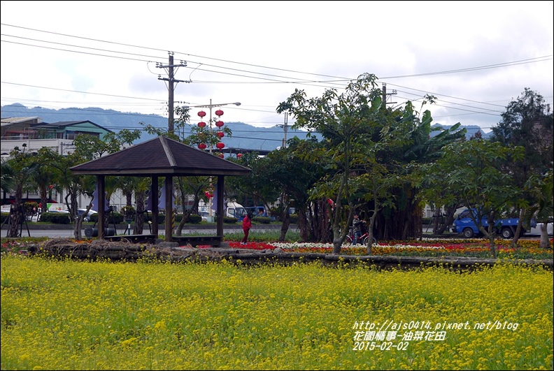 2015-02-油菜花田6.jpg