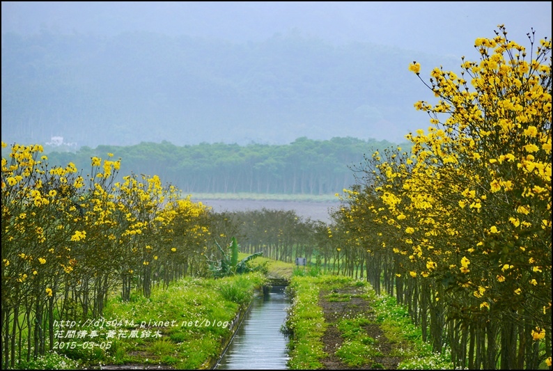 2015-03-黃花風鈴木2.jpg