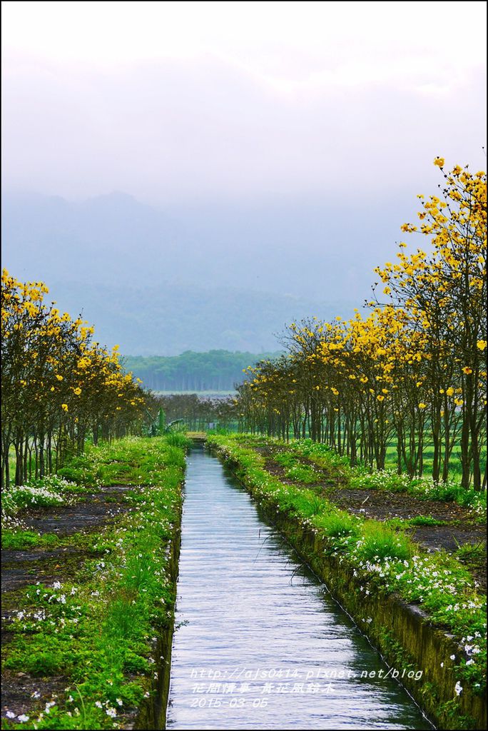 2015-03-黃花風鈴木6.jpg