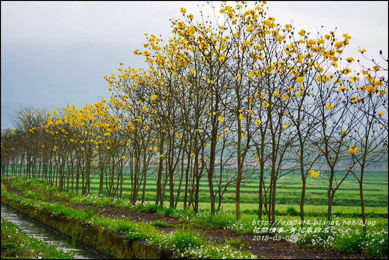 2015-03-黃花風鈴木9.jpg