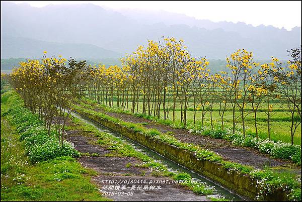 2015-03-黃花風鈴木13.jpg