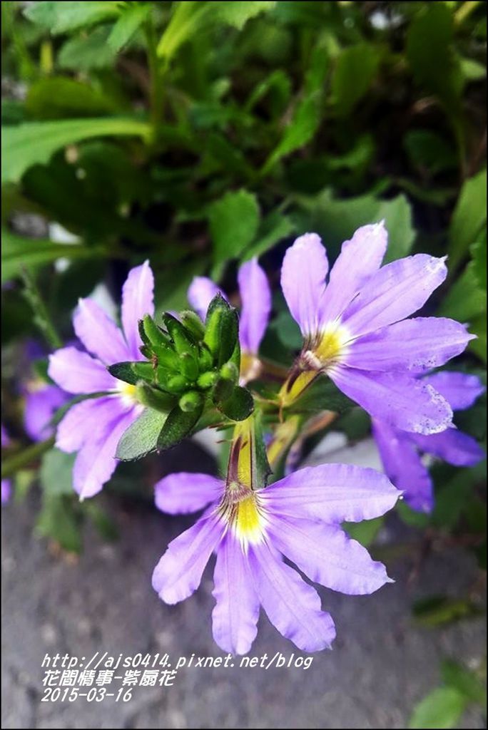 2015-03-紫扇花6.jpg