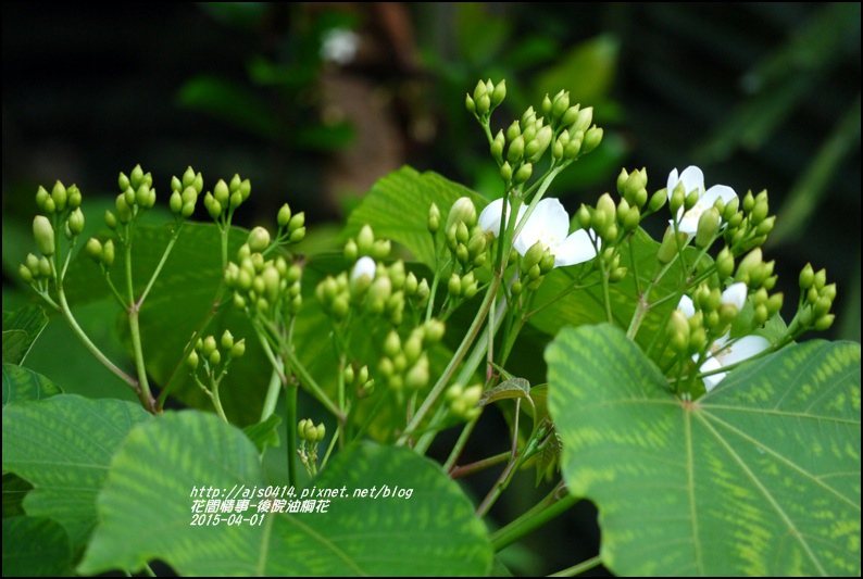 2015-04-後院油桐花3.jpg